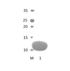 MPDZ_12 PDZ Domain