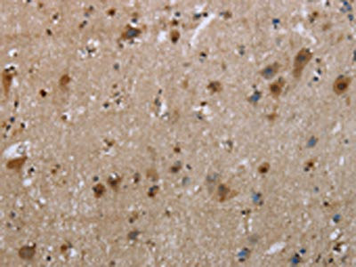 Anti-EGFL8