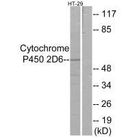 Anti-CYP2D6