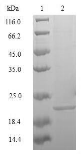 Transcription factor MafK (Mafk), mouse, recombinant
