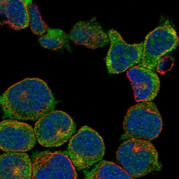 Anti-RASGRP3