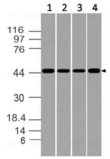 Anti-CD137 (Clone: ABM2B2.1A5)