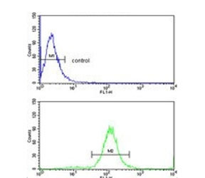 Anti-TSH beta / TSHB