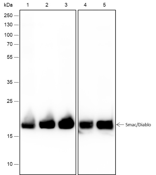 Anti-Recombinant Smac/Diablo, clone A361