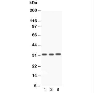 Anti-Caspase-3