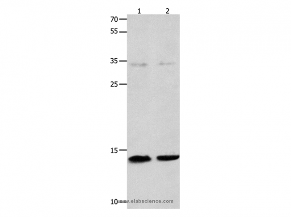 Anti-MYL9