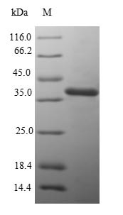D-galactose-binding periplasmic protein (mglB), Salmonella typhimurium, recombinant