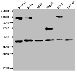 Anti-HIF1AN Recombinant Monoclonal, clone 12F11