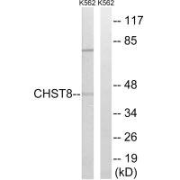 Anti-CHST8