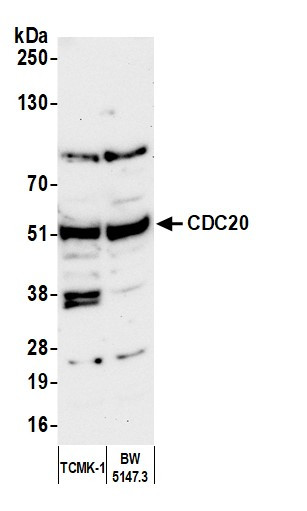 Anti-CDC20