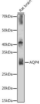 Anti-Aquaporin-4 (AQP4)