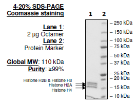 Histone Octamer (Full length, un-tagged)