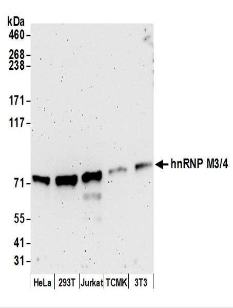 Anti-hnRNP M3/4 Monoclonal