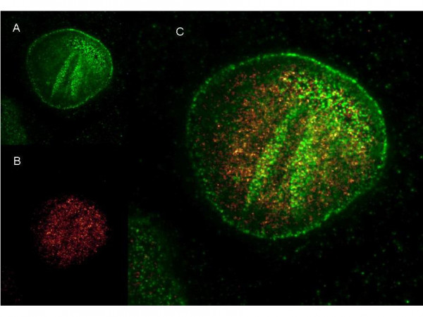 Anti-Mouse IgG (H&amp;L), DyLight(TM) 488 conjugated