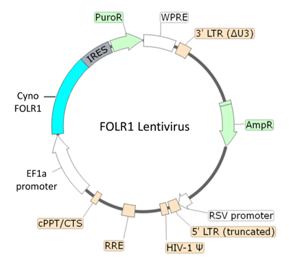 FOLR1 Lentivirus (Macaca fascicularis/Cynomolgus)