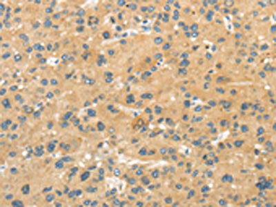 Anti-MPP6