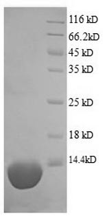 Complement C5a anaphylatoxin (C5), swine, recombinant