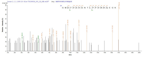 Fusion glycoprotein F0 (F), partial, human respiratory syncytial virus A, recombinant