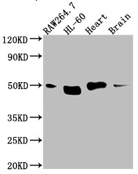 Anti-TINF2 Recombinant Monoclonal, clone 5G11