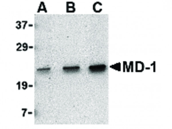 Anti-MD-1