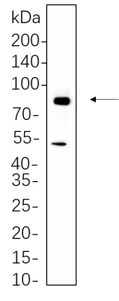 Anti-Recombinant RSK2, clone 9F1