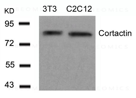 Anti-Cortactin (Ab-466)