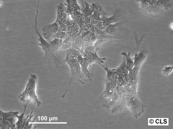Hep-CLS-C9 Cells