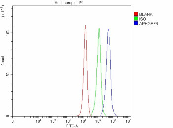 Anti-ARHGEF6 / Rho guanine nucleotide exchange factor 6