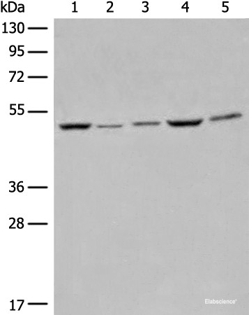 Anti-EIF4A3