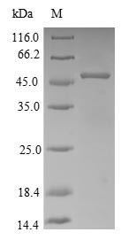 Apolipoprotein E (APOE), partial, rabbit, recombinant