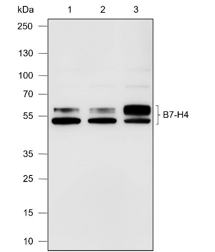 Anti-Recombinant B7-H4, clone A588