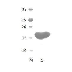 MAGI1_2 PDZ Domain