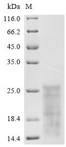 Polyadenylate-binding protein-interacting protein 2 (PAIP2), human, recombinant