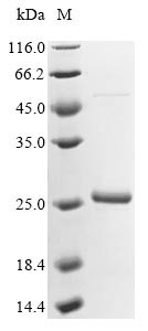 23.6 kDa heat shock protein, mitochondrial (HSP23.6), Arabidopsis thaliana, recombinant