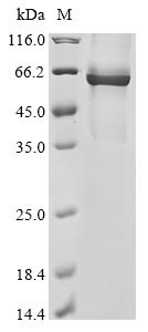 Nucleoprotein (N), human coronavirus OC43, recombinant