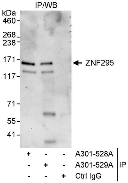 Anti-ZNF295