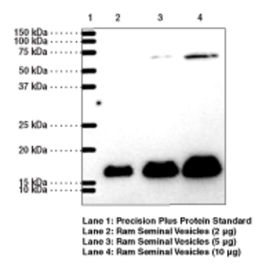 Anti-Prostaglandin E Synthase-1 (microsomal)