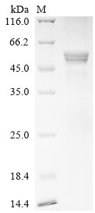 Cis-aconitate decarboxylase (ACOD1), human, recombinant