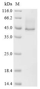 Alpha-hemolysin (hly), Staphylococcus aureus, recombinant