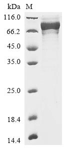 Dystroglycan (DAG1), partial, rabbit, recombinant
