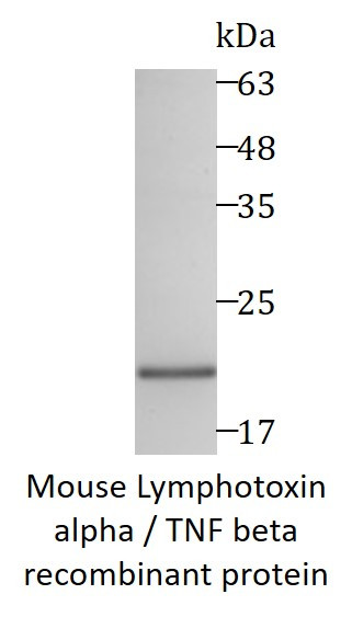 Mouse Lymphotoxin alpha / TNF beta recombinant protein (Active) (His-tagged)