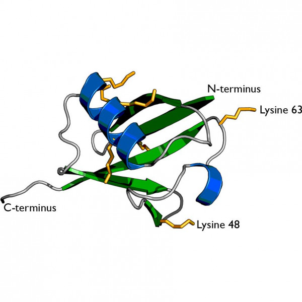 Ubiquitin (human) (rec.) (untagged)