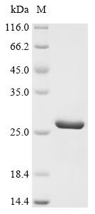 Eukaryotic translation initiation factor 1A, X-chromosomal (EIF1AX), human, recombinant