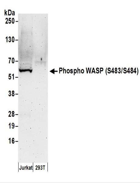 Anti-phospho-WASP (Ser483/Ser484)