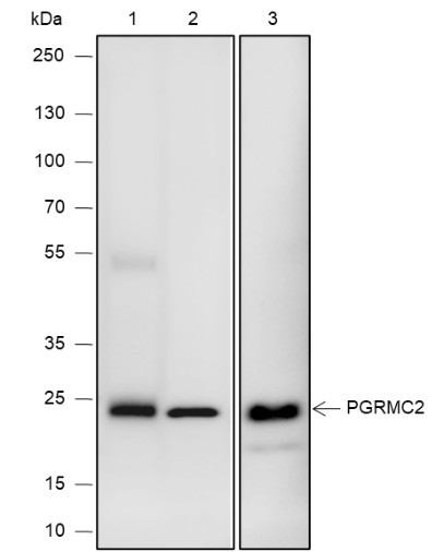 Anti-Recombinant PGRMC2, clone A642