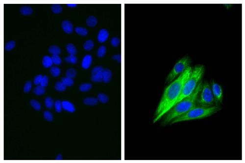 Anti-Mouse IgG2b (FITC), pre-adsorbed [Goat]