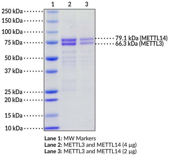 METTL3/14 Complex (human, recombinant)