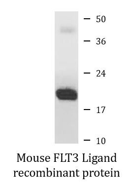Mouse FLT3 Ligand recombinant protein (Active)