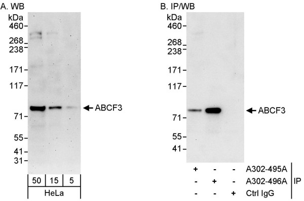 Anti-ABCF3