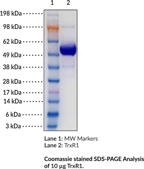 Thioredoxin Reductase 1 (human, recombinant)
